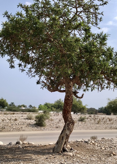 Weihrauchbaum