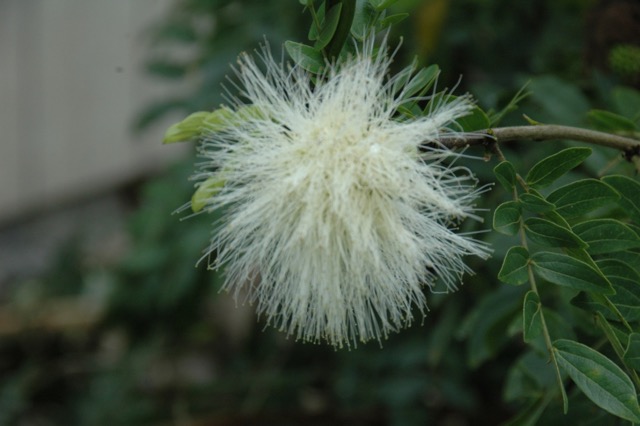 50CE4D20-D5E0-4E4E-95D3-2C9D53C5D047_1_105_c.jpeg