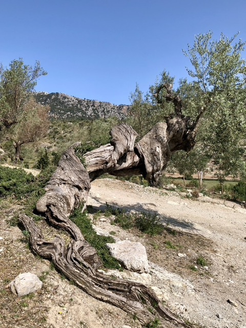 Alter Olivenbaum