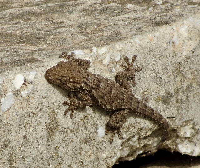Maurischer Wand Gecko